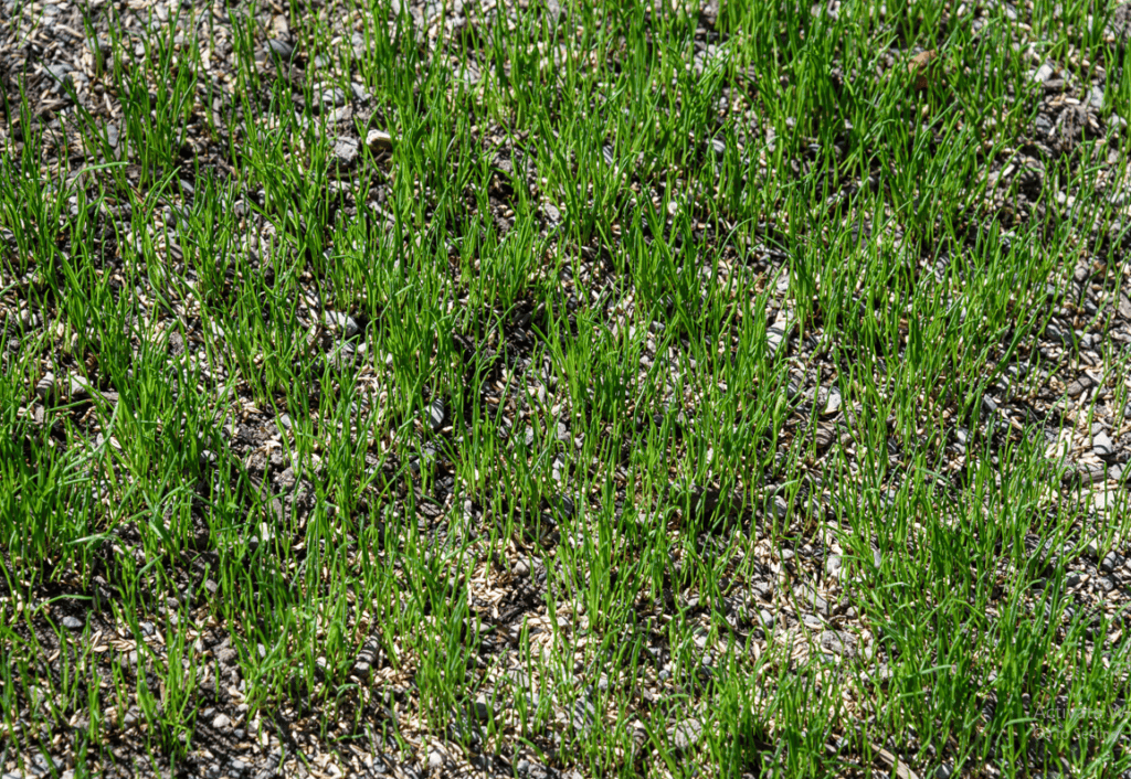 Lawn Fertilization Services In Fairfield County, Ct