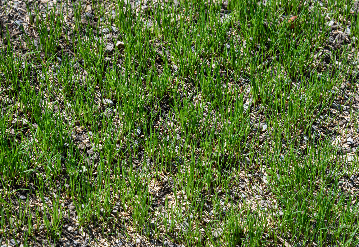 Lawn Fertilization Services in Fairfield County, CT