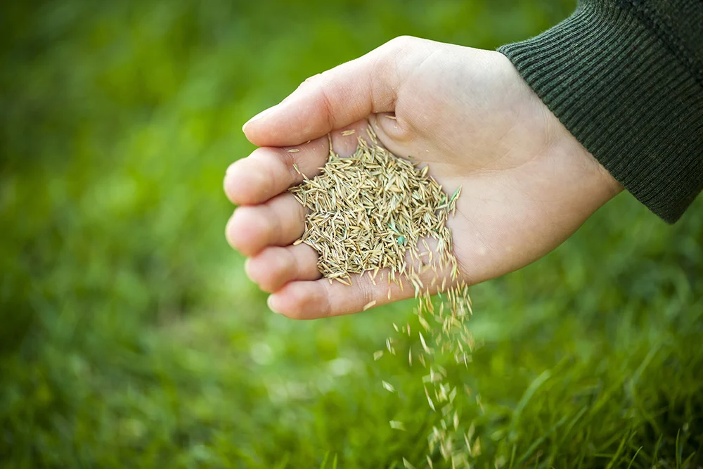 Overseeding landscaping