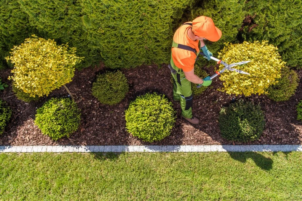 Professional gardener at work