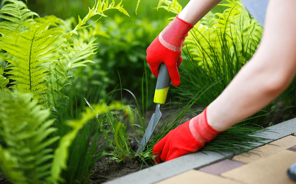 Weed control pristine healthy garden